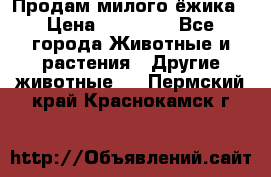 Продам милого ёжика › Цена ­ 10 000 - Все города Животные и растения » Другие животные   . Пермский край,Краснокамск г.